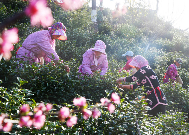 春光里的采茶女—夏鹏飞摄.JPG