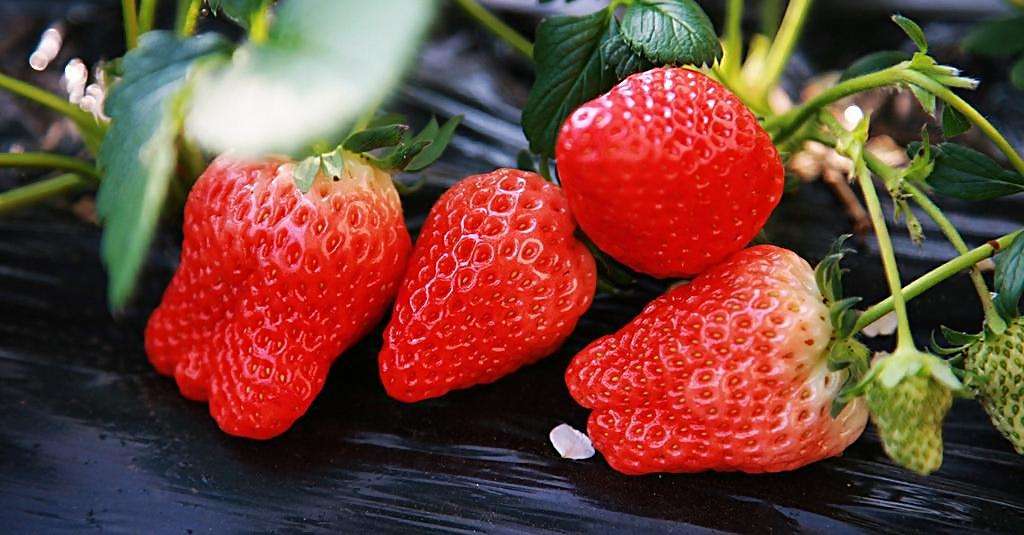 草莓.jpg