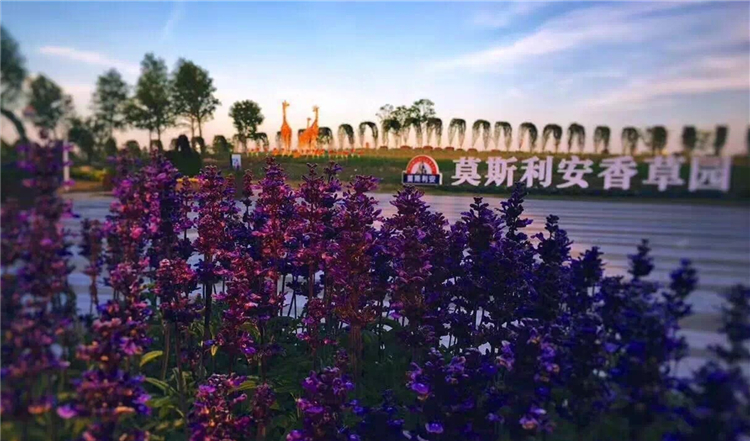 节日2.jpg 节日2.jpg