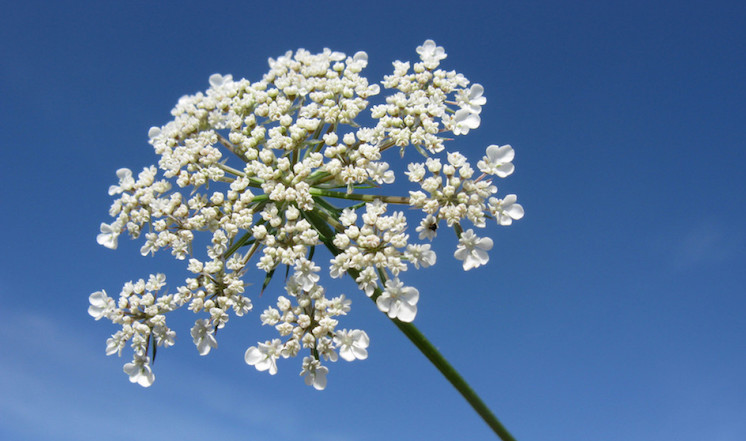 42a98226cffc1e178c0e48f94090f603728de941.jpg 42a98226cffc1e178c0e48f94090f603728de941.jpg