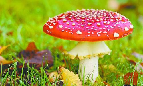 timg (2).jpg timg (2).jpg