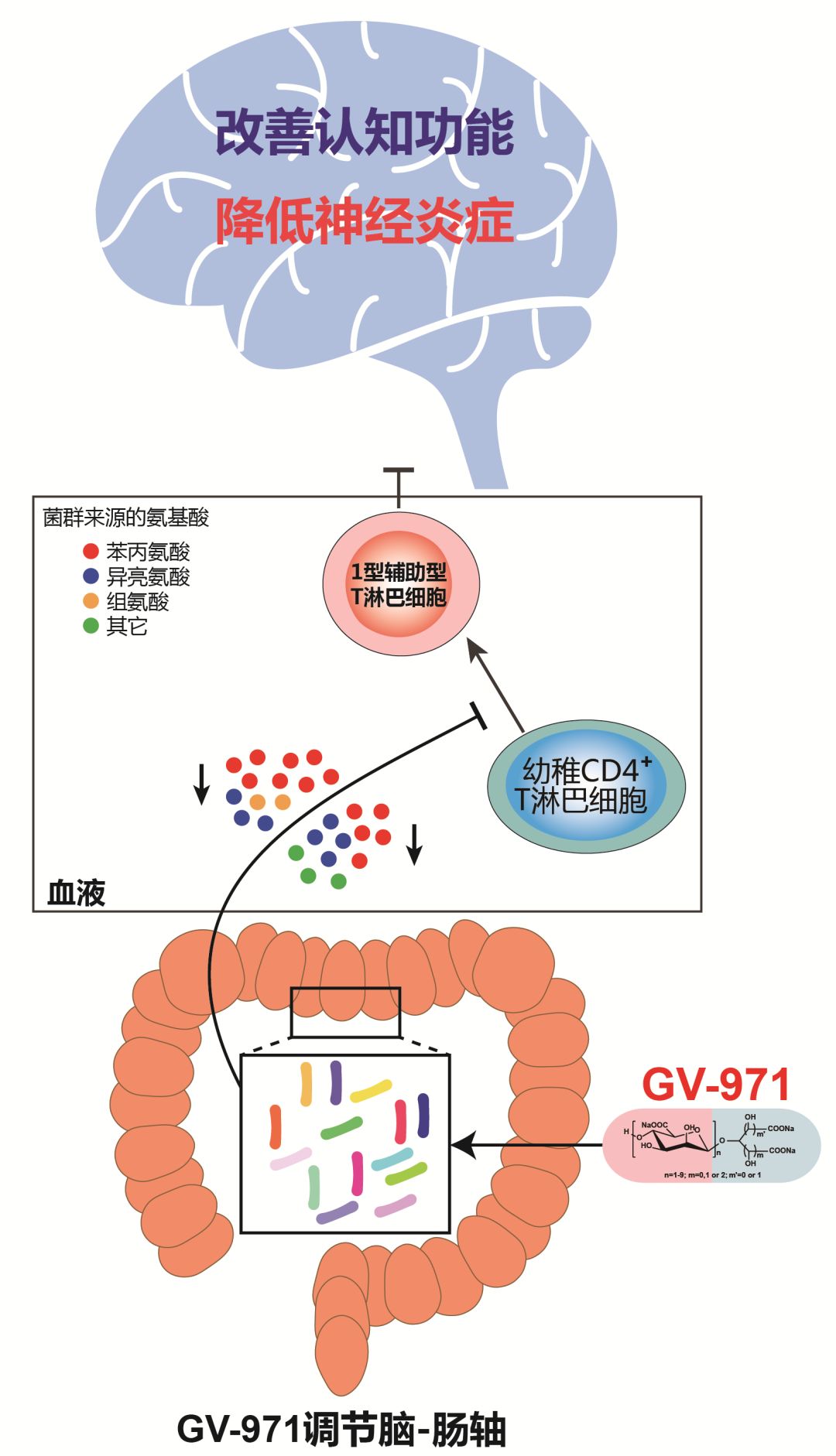 GV-971作用机理示意图.jpg