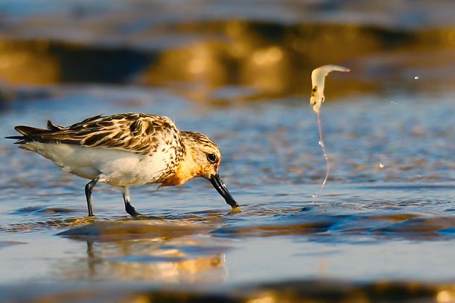 勺嘴鹬 李东明摄.jpg