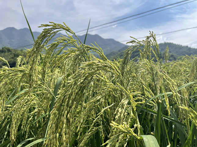 nei  ea635671c634d1_副本.jpg