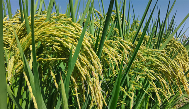 nei  ddc7fdbf8f6b5_副本.jpg