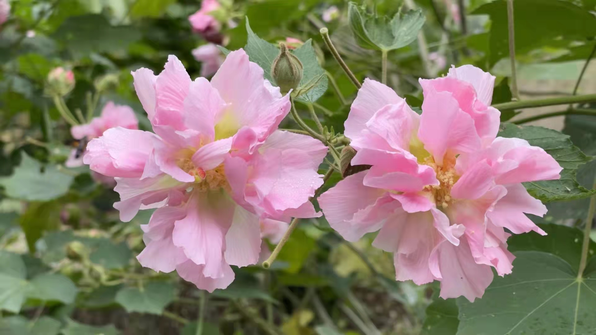 徐建融配图：芙蓉（马申）.jpg