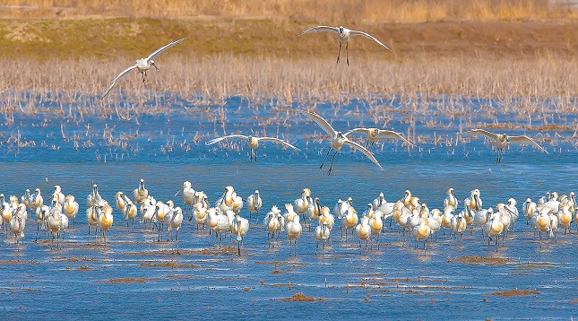 沿海湿地 鸟类天堂.jpg 沿海湿地 鸟类天堂.jpg