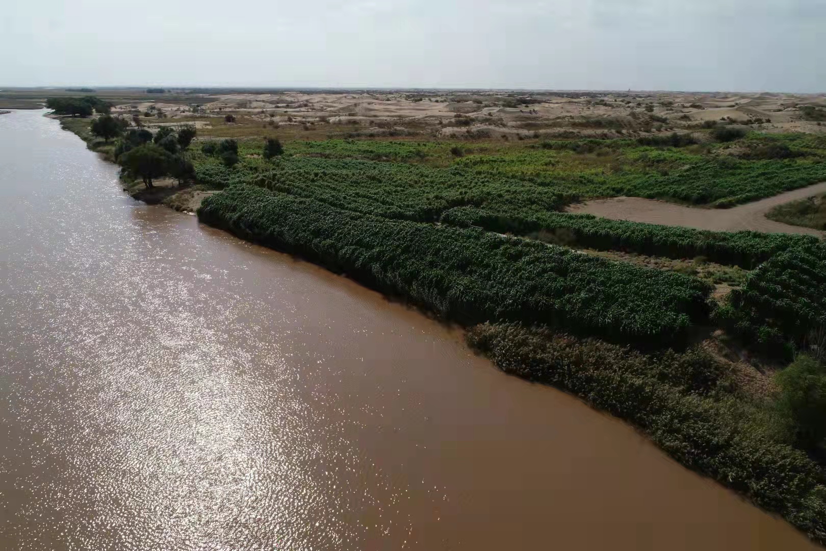 2021年种植菌草在内蒙古磴口黄河岸边阻(5162790)-20211128085929.jpg