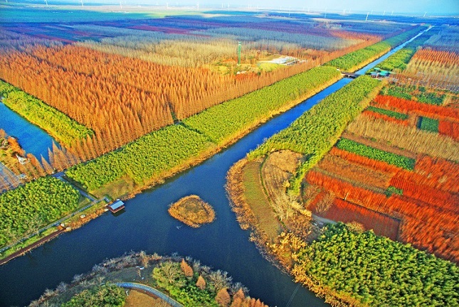 36、黄海森林公园冬日美景.jpg 36、黄海森林公园冬日美景.jpg