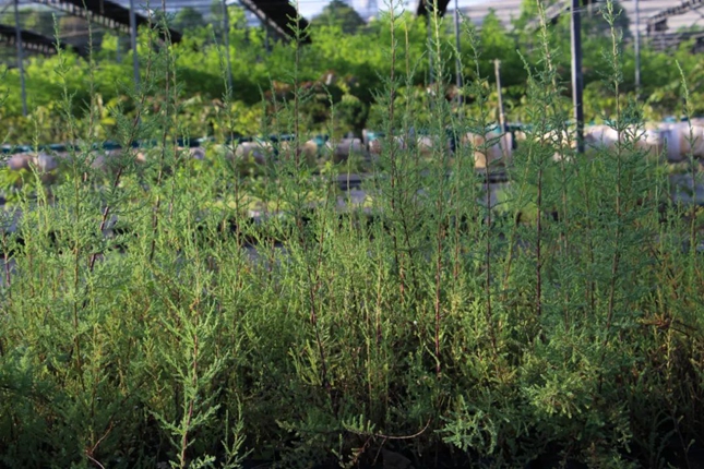 ▲ 长江珍稀植物研究所里繁育的疏花水柏枝.jpg