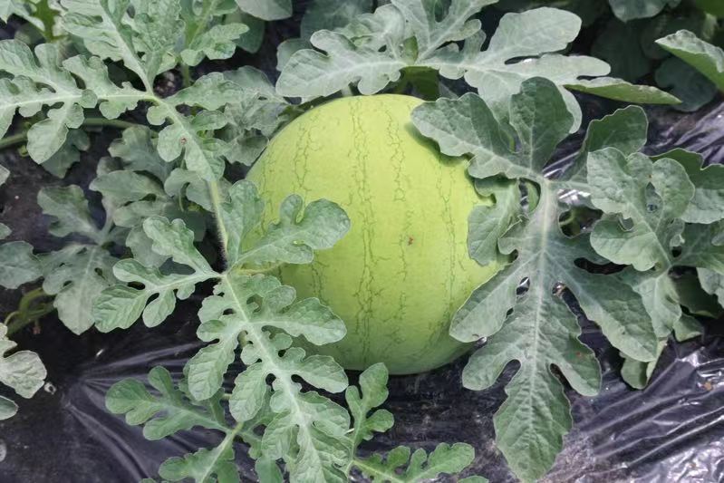 4A6A8FB5-3275-407A-AF3F-55B2B05665D1.jpeg 4A6A8FB5-3275-407A-AF3F-55B2B05665D1.jpeg