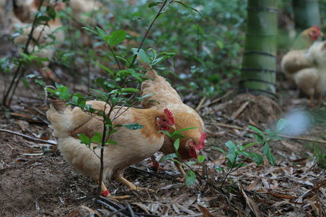 nei 24aea187293_副本.jpg nei 24aea187293_副本.jpg