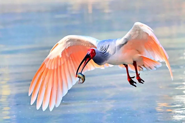 内 30c2649731bf0ae_副本.png